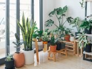 Most Demanding Indoor Plants to Liven Up Your Home Décor Home Décor