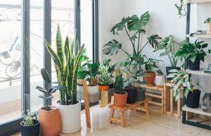 Most Demanding Indoor Plants to Liven Up Your Home Décor Home Décor