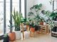 Most Demanding Indoor Plants to Liven Up Your Home Décor Home Décor