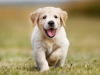 How Can I Ship My Dog to Another State? Airline Veterinary Health Certificate