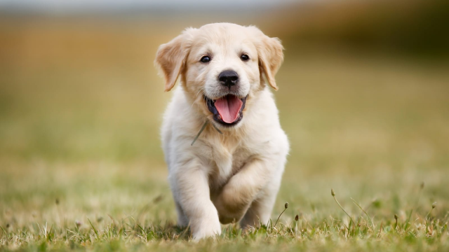 Airline Veterinary Health Certificate