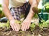 Best Home Garden Benefits: For Better Health gardening