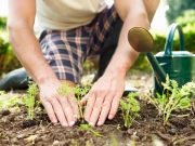 Best Home Garden Benefits: For Better Health gardening